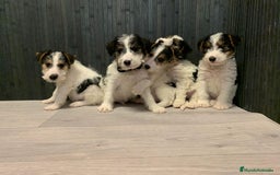 Fox Terrier de Pelo Duro perros en venta: Fox terrier pelo duro  - Imagen 5