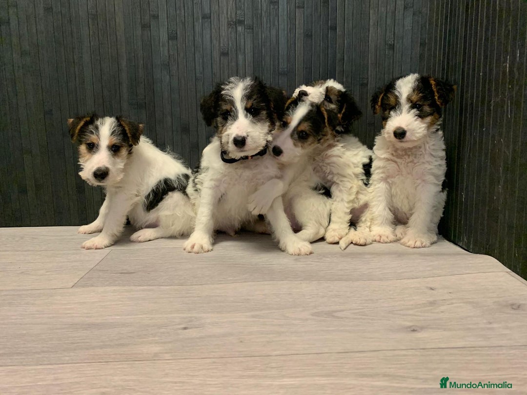 Fox Terrier de Pelo Duro perros en venta: Fox terrier pelo duro  - Imagen 5