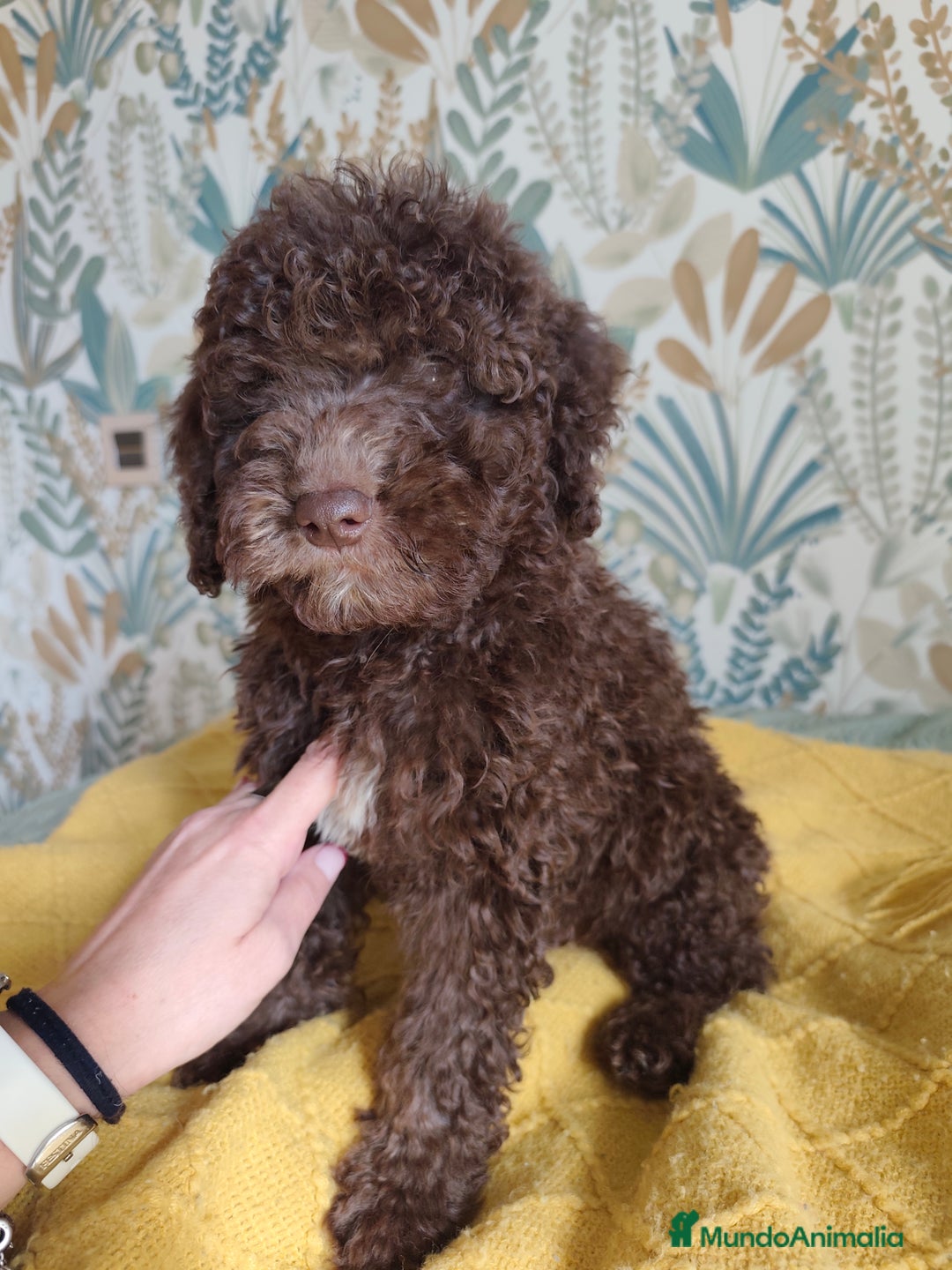 Perro de Agua Español perros en venta: Precioso macho rabon listo para entregar❗❗❗❗ - Imagen 1