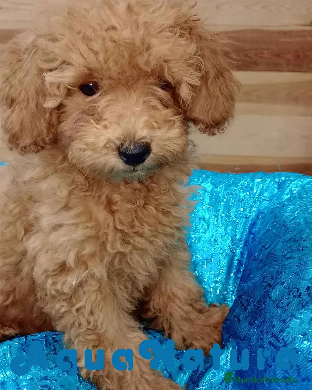 Caniche Enano perros en venta: Caniche Hembra de Camila y Can 6156 - AQUANATURA en Barcelona - Anuncio 3