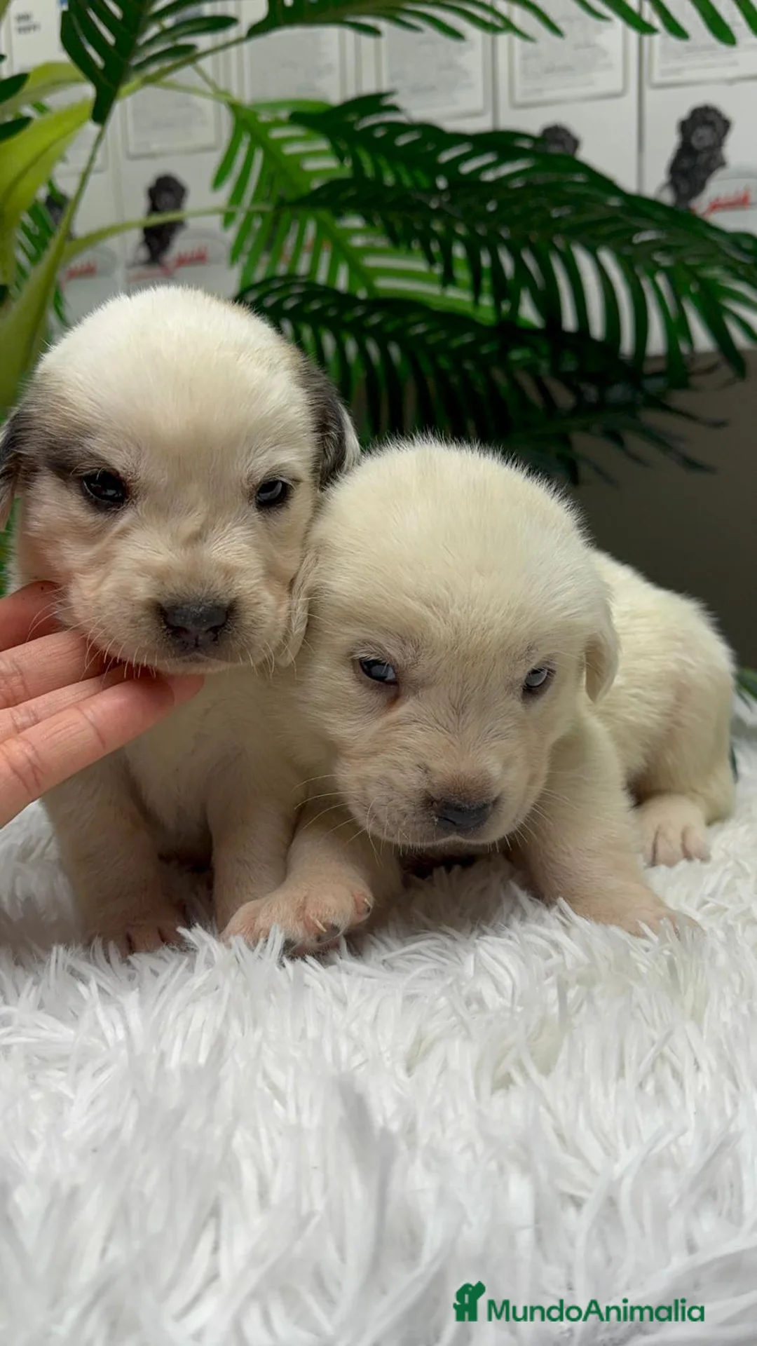 Mastín Español perros en venta: MASTIN ESPAÑOL  - Anuncio 6