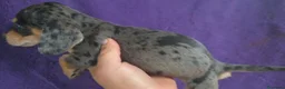 Teckel perros en venta: Teckel Arlequínes y Negros fuego - Anuncio 4