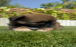 Pekinés perros en venta: PEKINES IMPERIAL HEMBRA - Imagen 17
