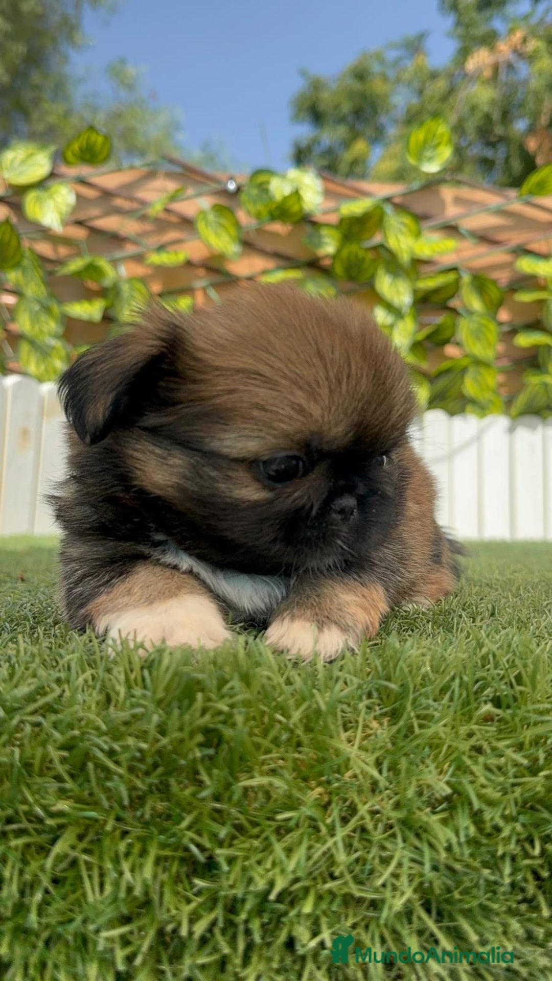 Pekinés perros en venta: PEKINES IMPERIAL HEMBRA - Imagen 17