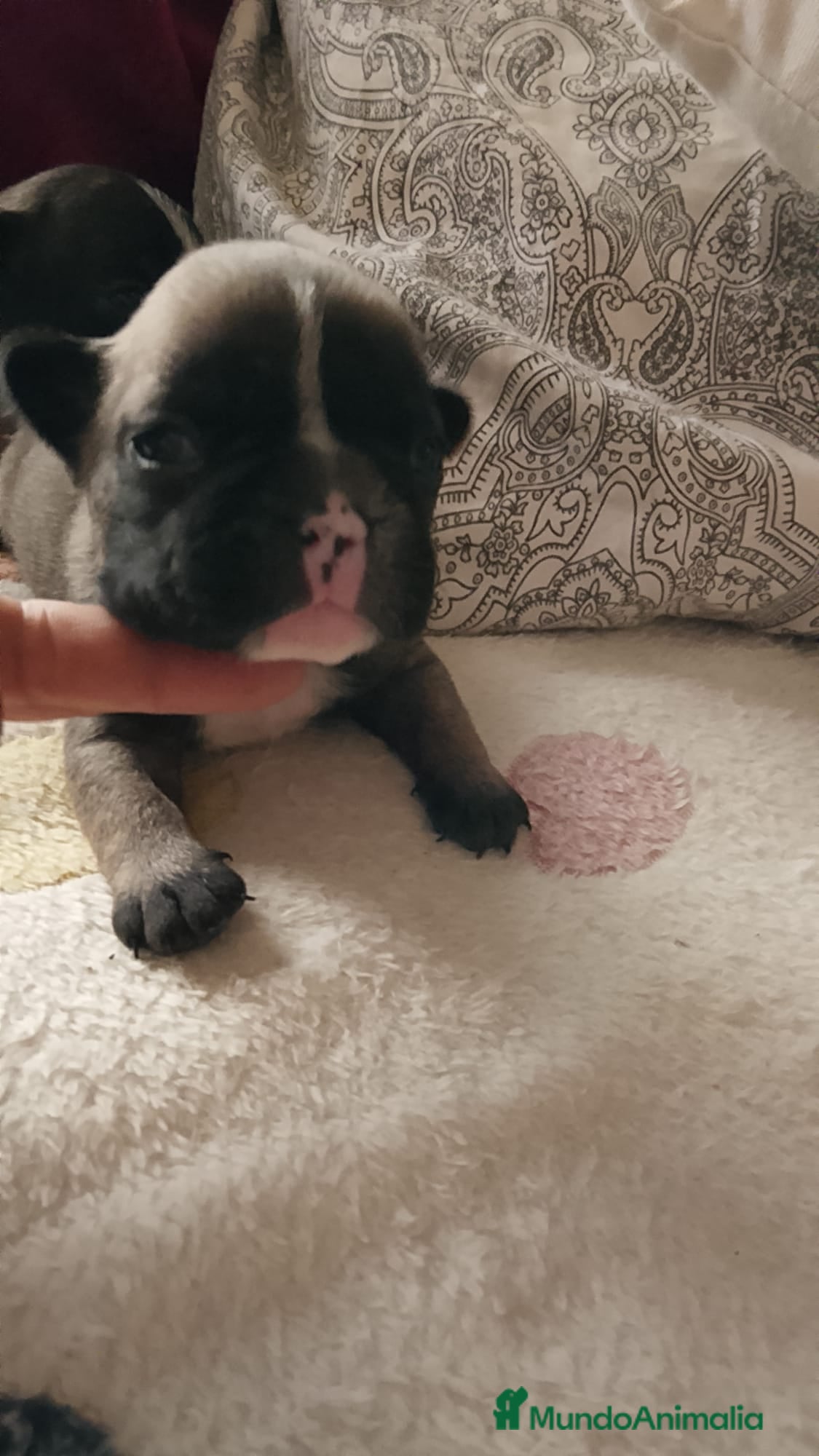 Bulldog Francés perros Bulldog francés 616121781 WhatsApp  - Anuncio 2