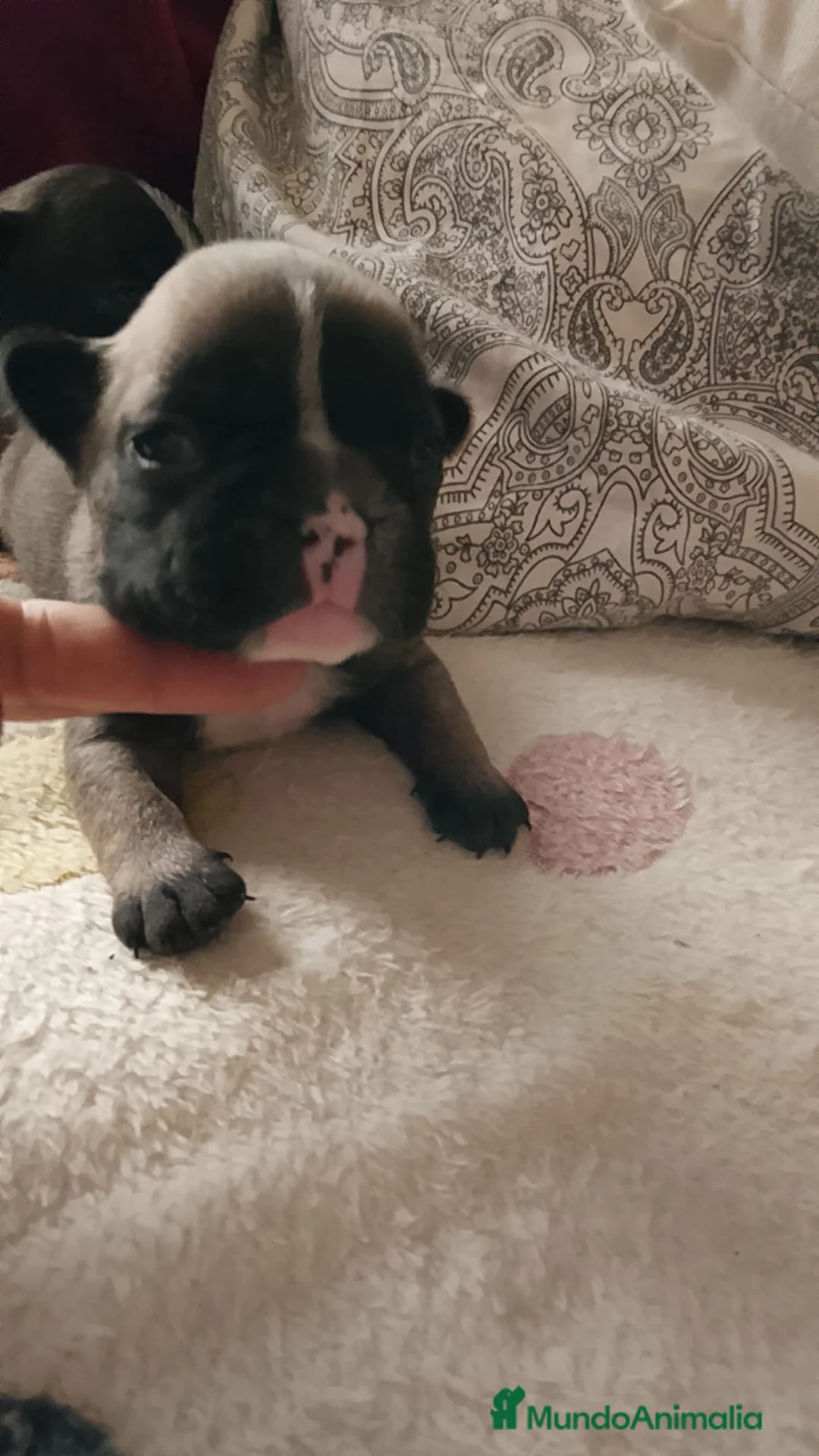 Bulldog Francés perros en venta: Bulldog francés 616121781 WhatsApp  - Anuncio 1