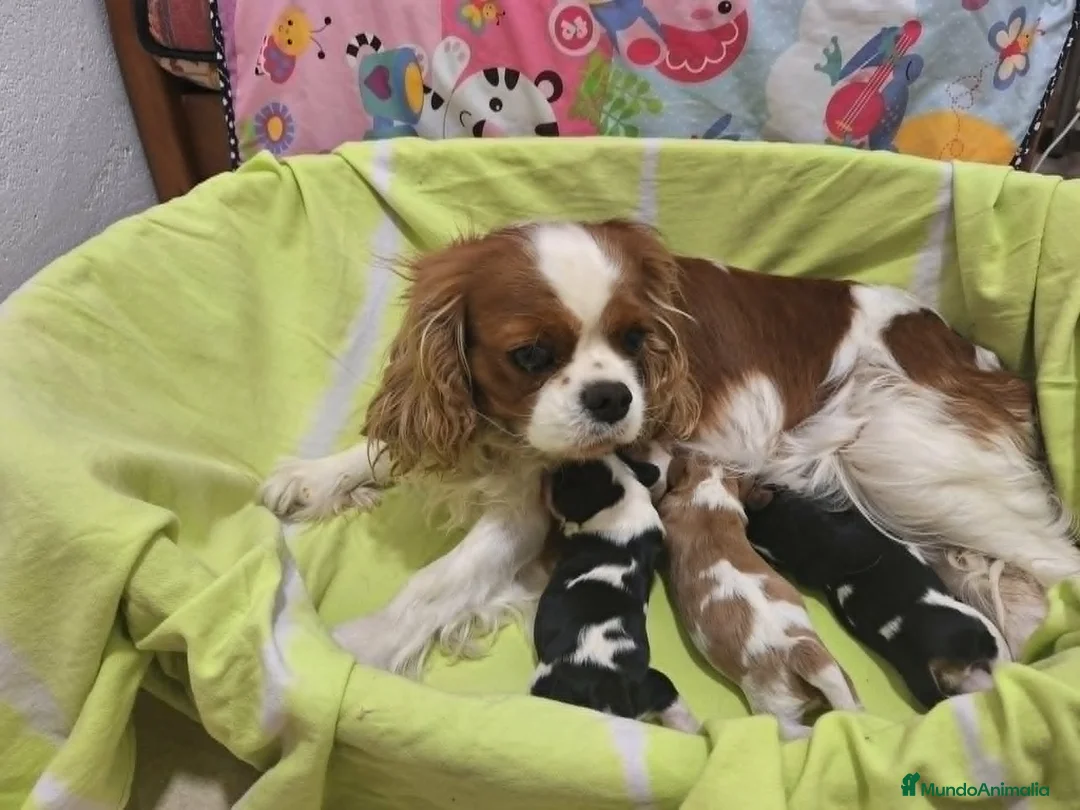 Cavalier King Charles Spaniel perros en venta: cachorro calidad compañia - Anuncio 2