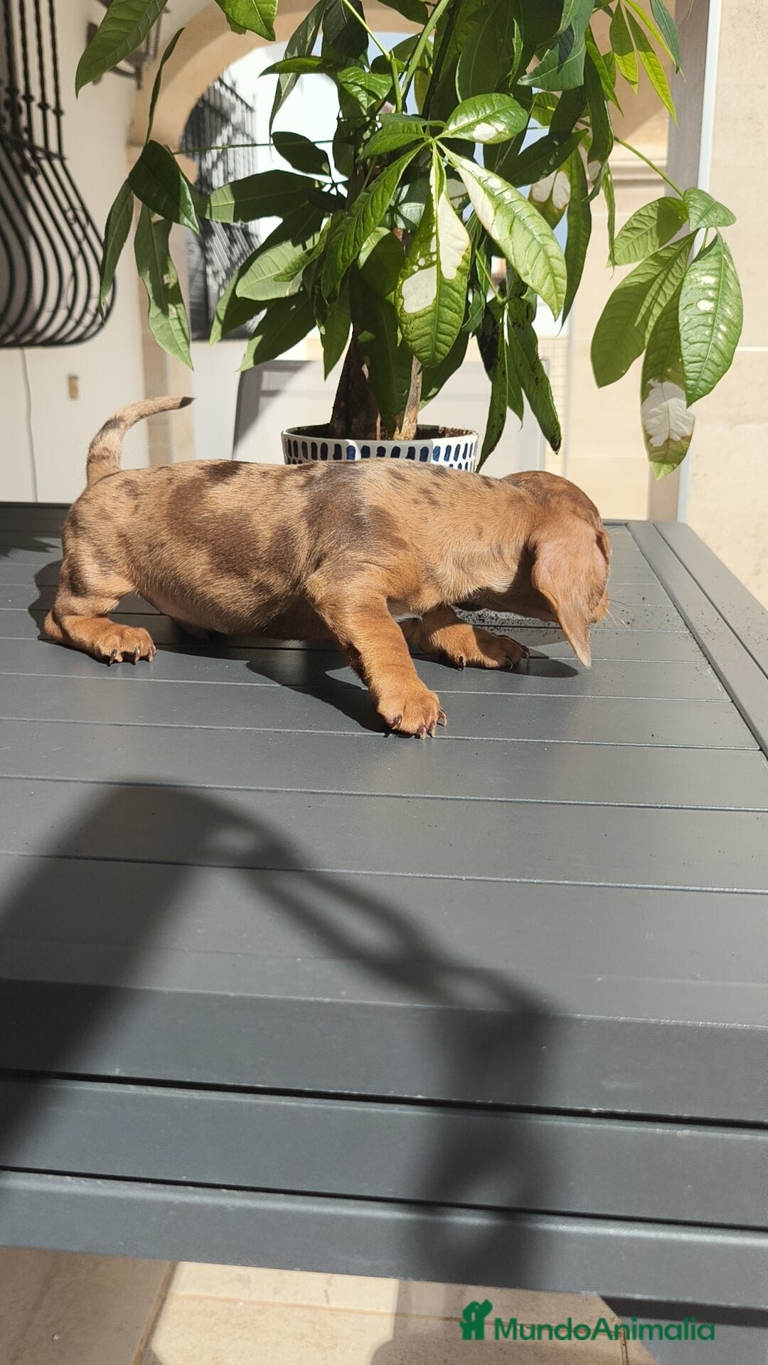 Teckel Miniatura perros en venta: Teckel mini exóticos, arlequín, pielbad, chocolate - Imagen 11