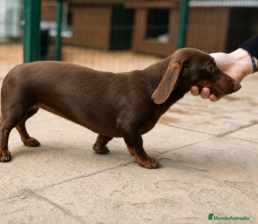 Teckel Miniatura perros en venta: Teckel mini Isabela - Anuncio 2