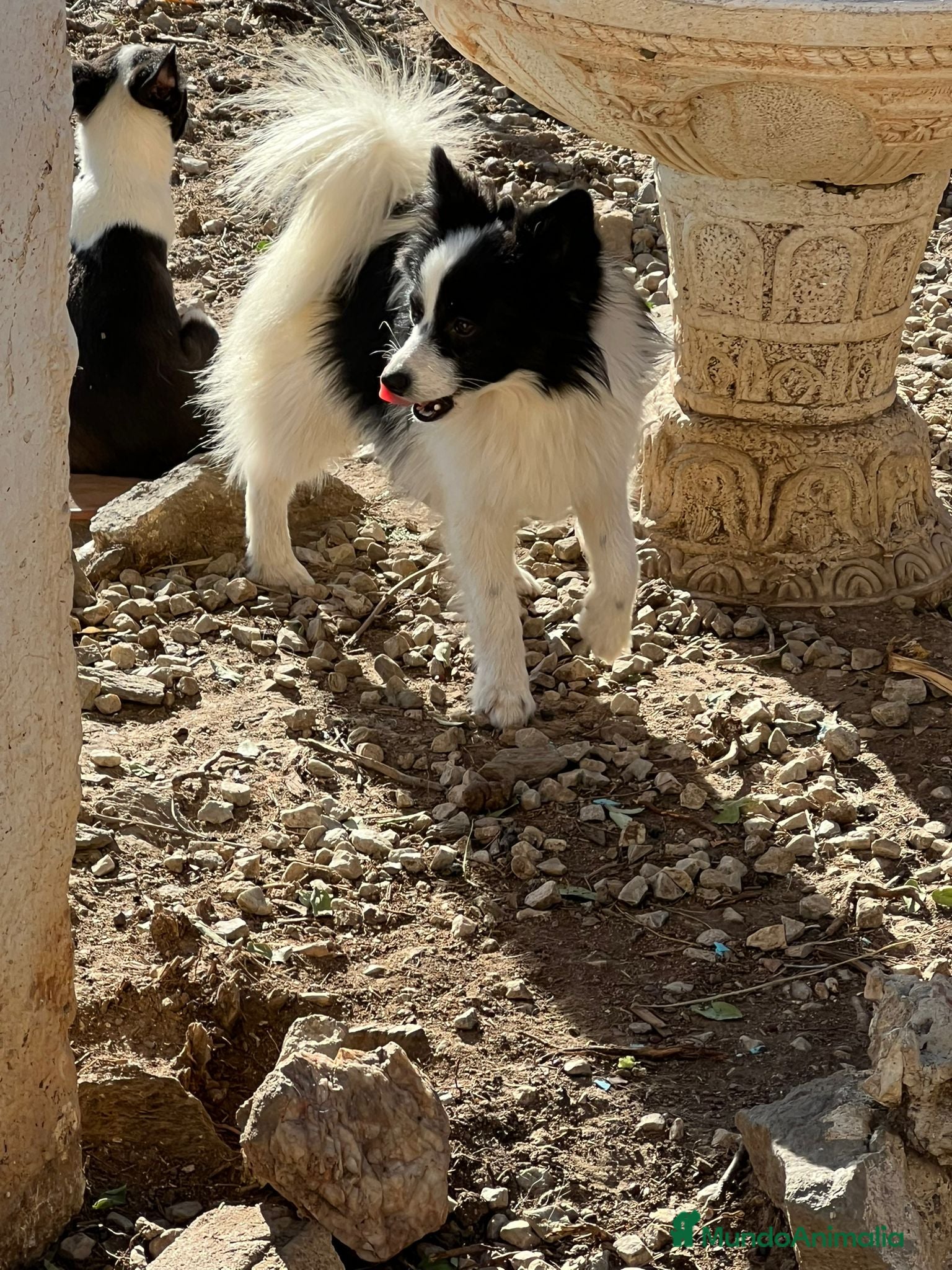 Pomerania perros Pomeranian macho  - Anuncio 3