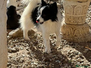 Pomerania perros Pomeranian macho - Anuncio 4