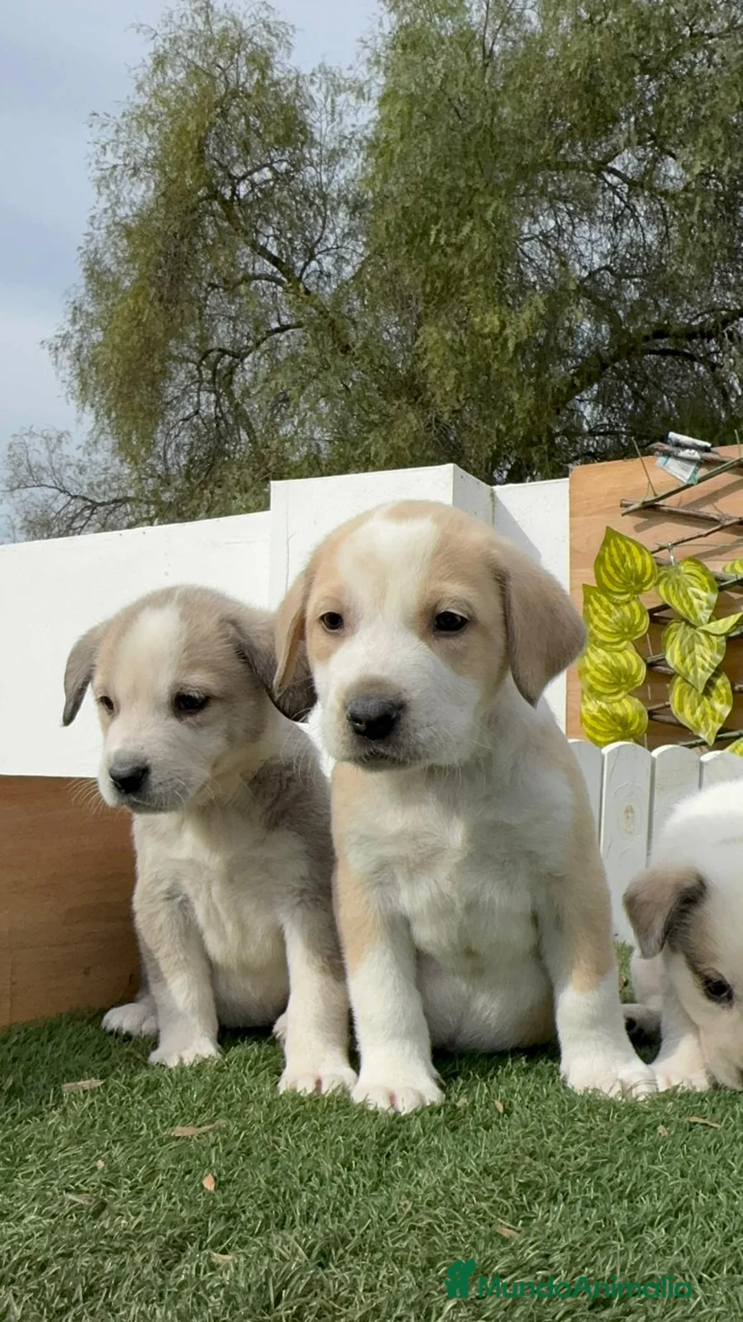 Mastín Español perros en venta: MASTIN ESPAÑOL HEMBRAS - Anuncio 18