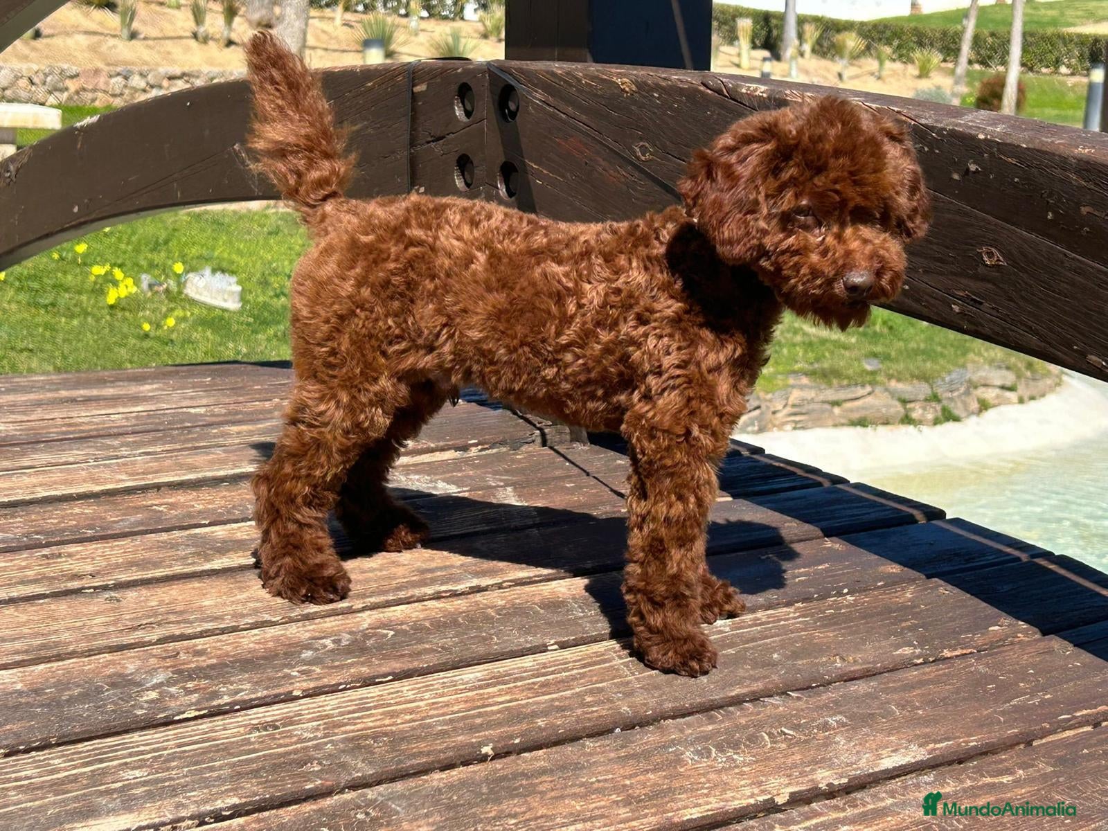 Caniche Toy perros Caniche toy - Anuncio 4