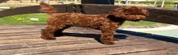 Caniche Toy perros en venta: Caniche toy - Anuncio 1