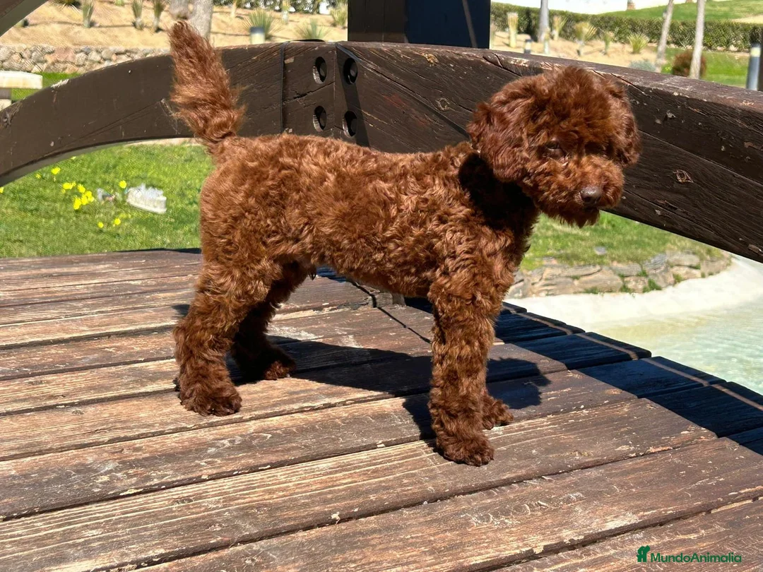 Caniche Toy perros en venta: Caniche toy - Anuncio 1