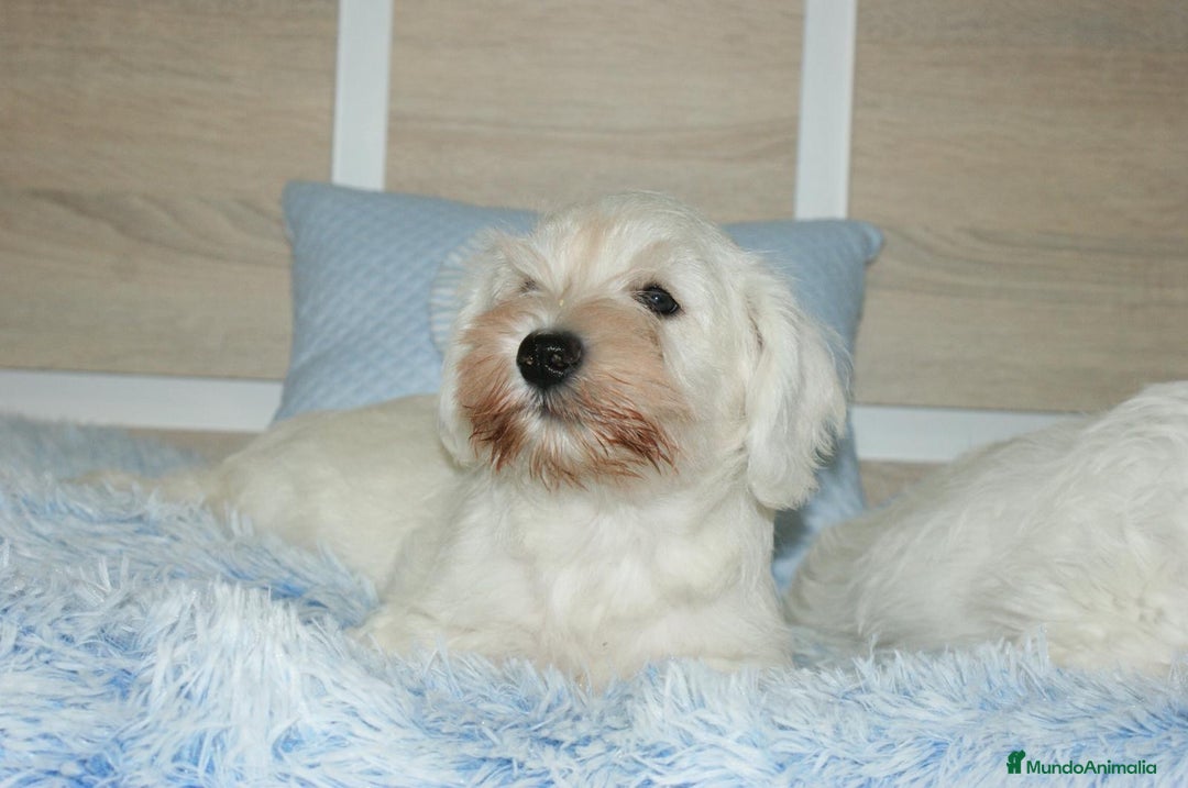 Pinscher Miniatura perros en venta: CACHORRITOS DE SCHNAUZER MINIATURA  - Imagen 20