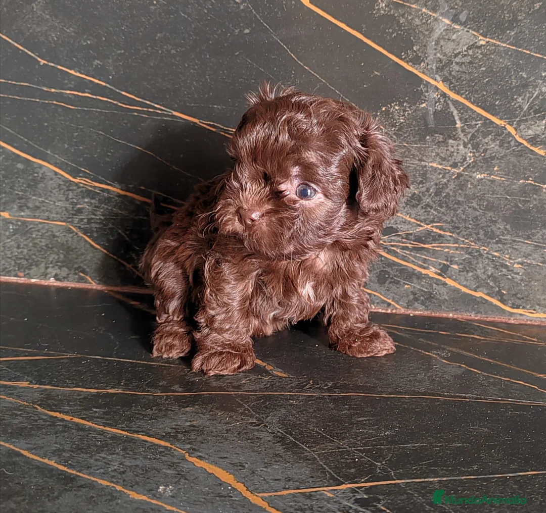 Yorkiepoo perros en venta: Machito Yorkiepoo chocolate  - Anuncio 1