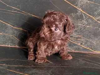 Yorkiepoo perros Machito Yorkiepoo chocolate - Anuncio 2