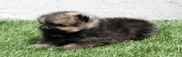 Pomerania perros en venta: Pomerania  - Anuncio 11