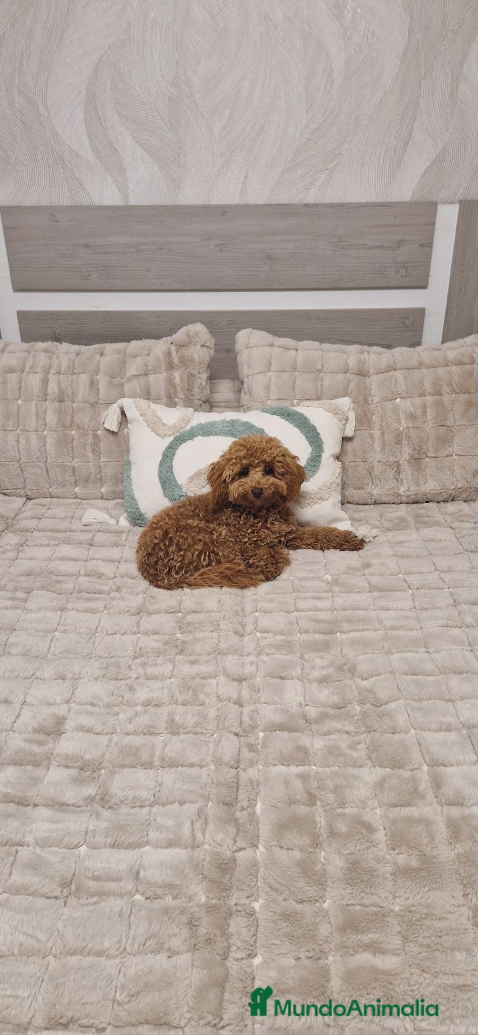 Caniche Toy perros Caniche Toy  - Anuncio 1
