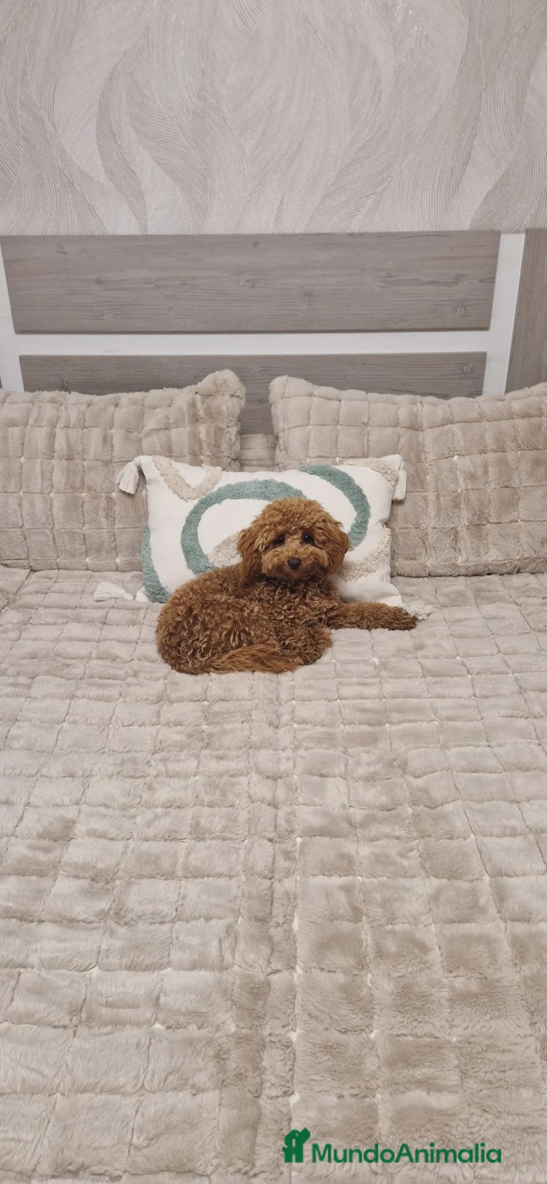 Caniche Toy perros en venta: Caniche Toy  - Anuncio 1