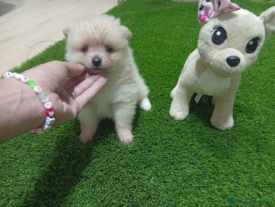 Pomerania perros en venta: PRECIOSA PAREJA DE POMERANIA  - Imagen 3