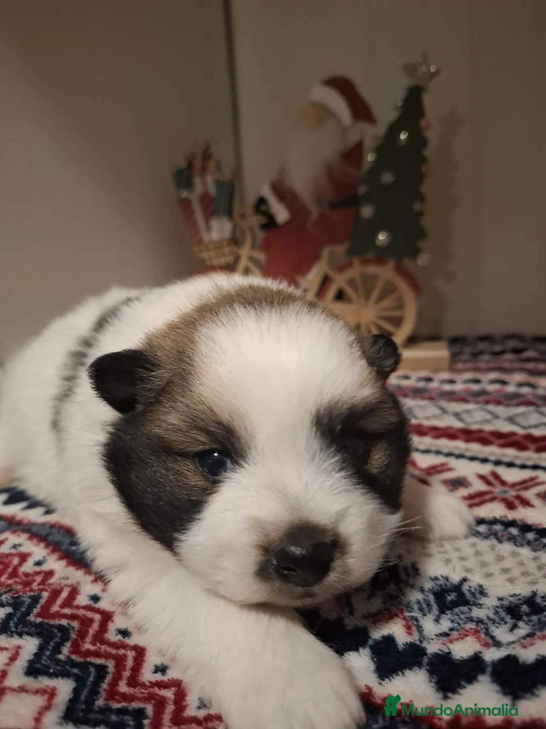 Pomerania perros en venta: CACHORRO POMERANIA - Anuncio 1