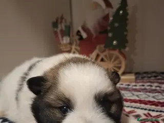 Pomerania perros CACHORRO POMERANIA - Anuncio 1