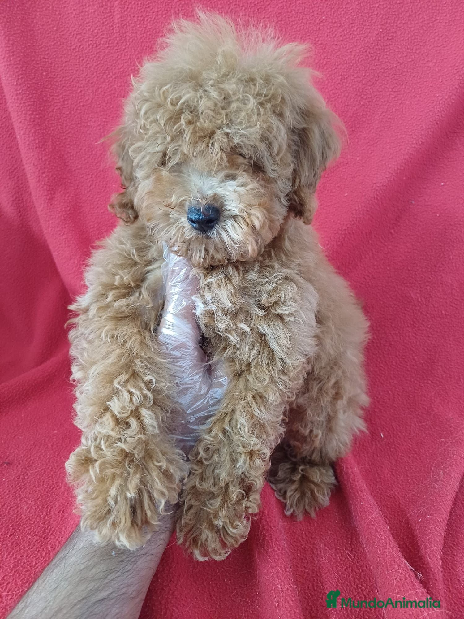 Caniche Enano perros Caniche Enano  - Anuncio 1