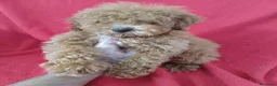 Caniche Enano perros en venta: Caniche Enano  - Anuncio 1
