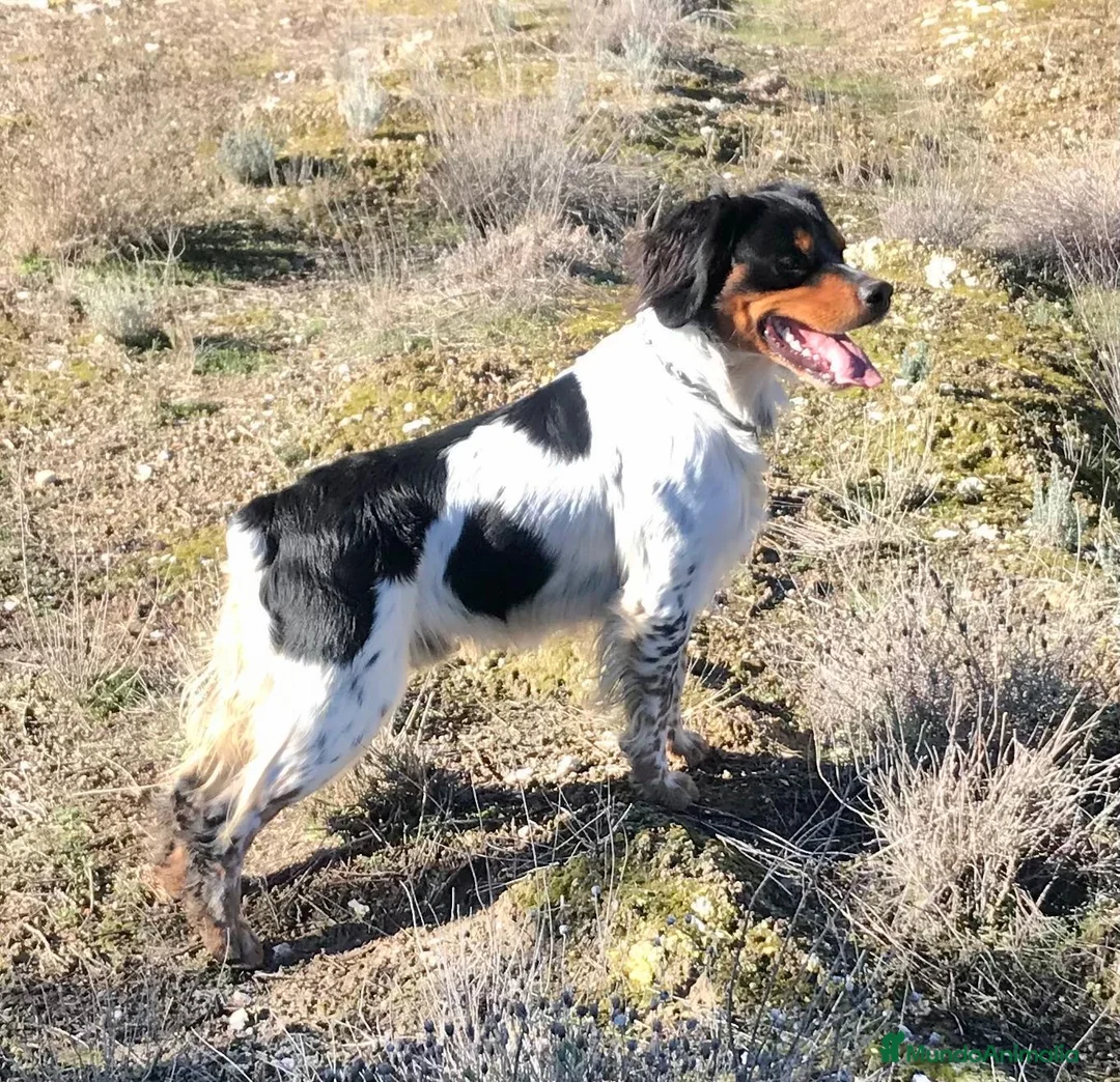 Épagneul Breton perros en venta: Epagneul bretón  - Anuncio 13