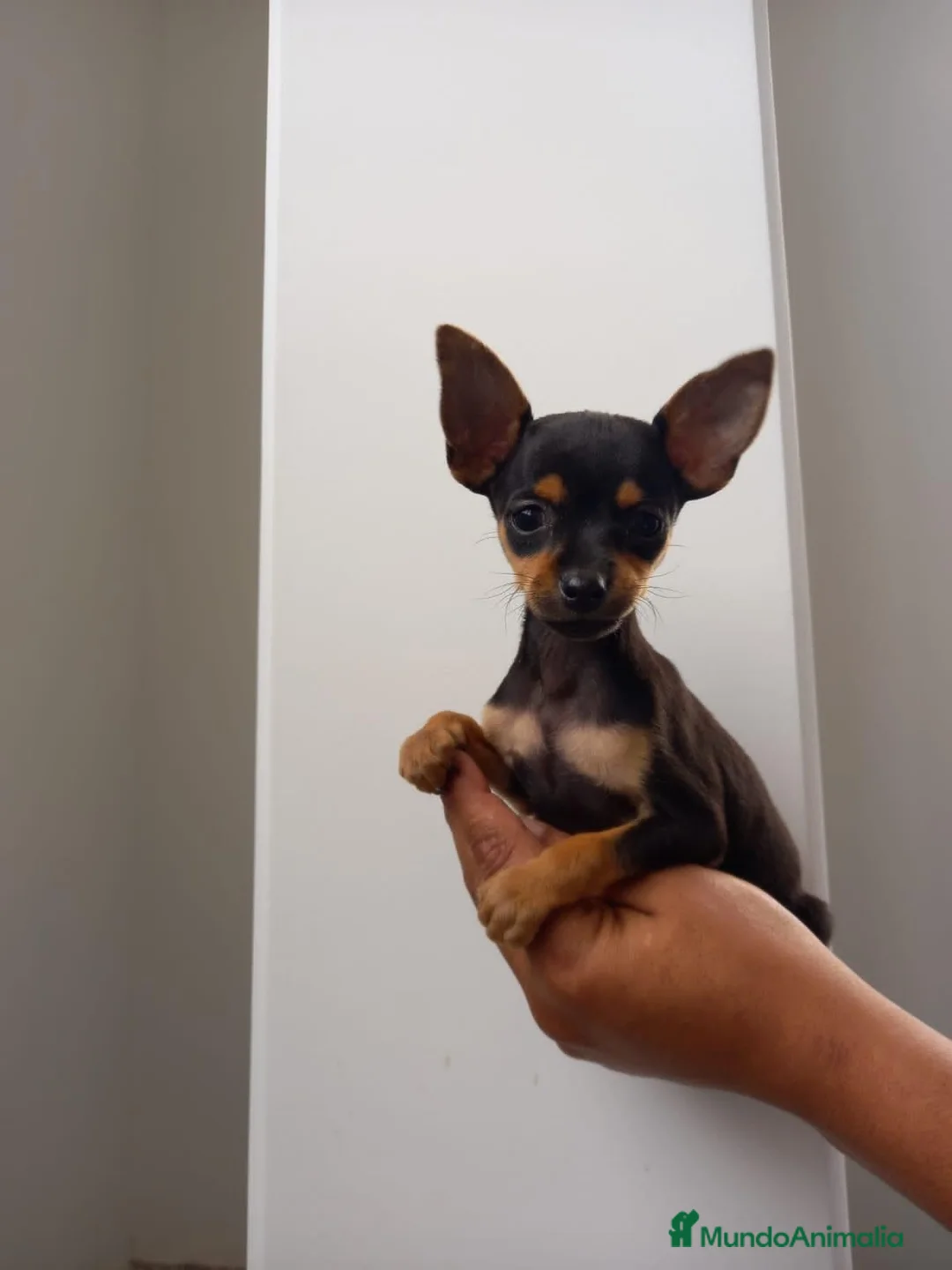 Pinscher Miniatura perros en venta: Pinscher Toy !!!!  en Ciudad Real - Anuncio 6
