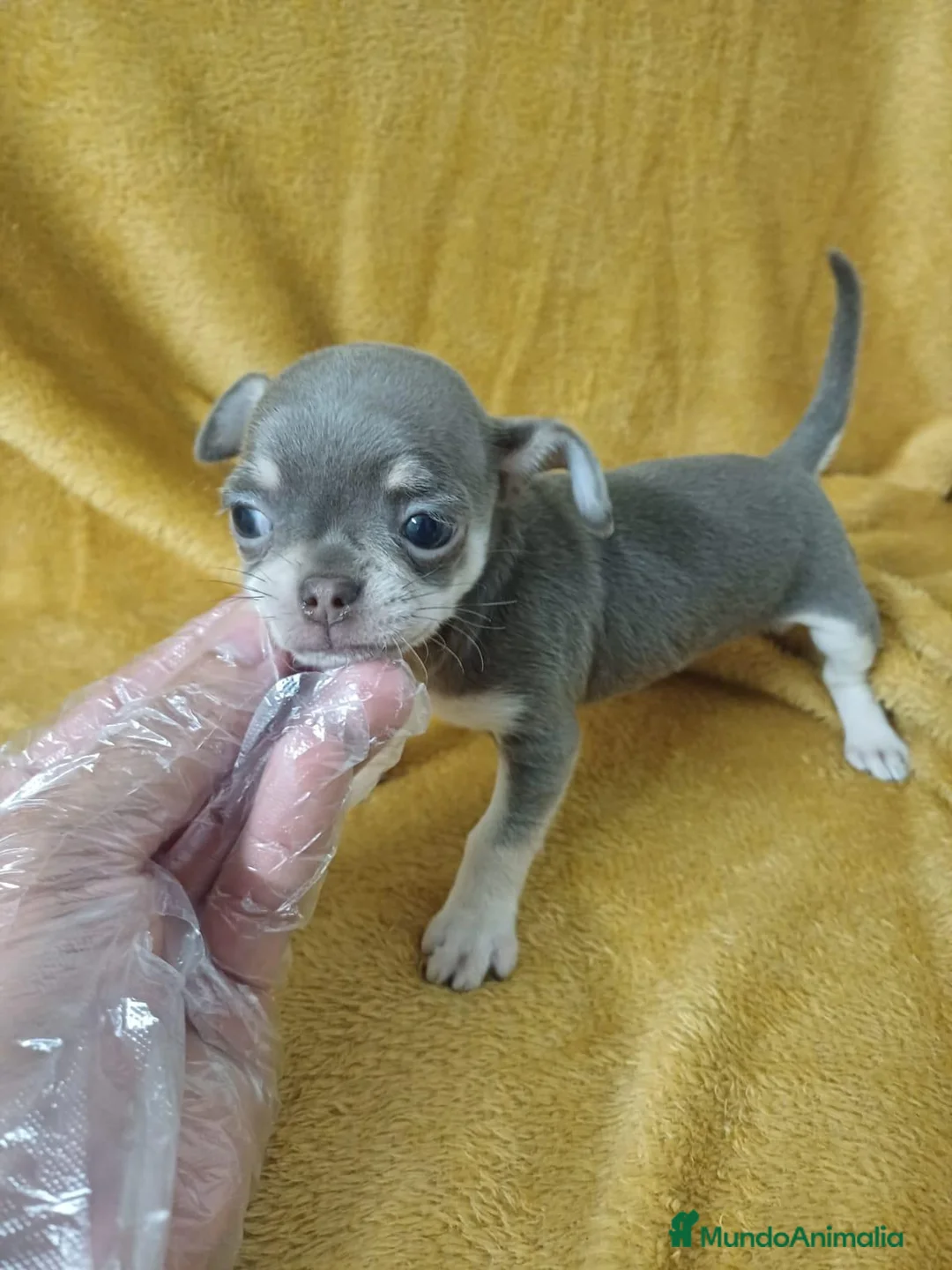 Chihuahua perros en venta: Chihuahua Mini Blue  - Anuncio 1