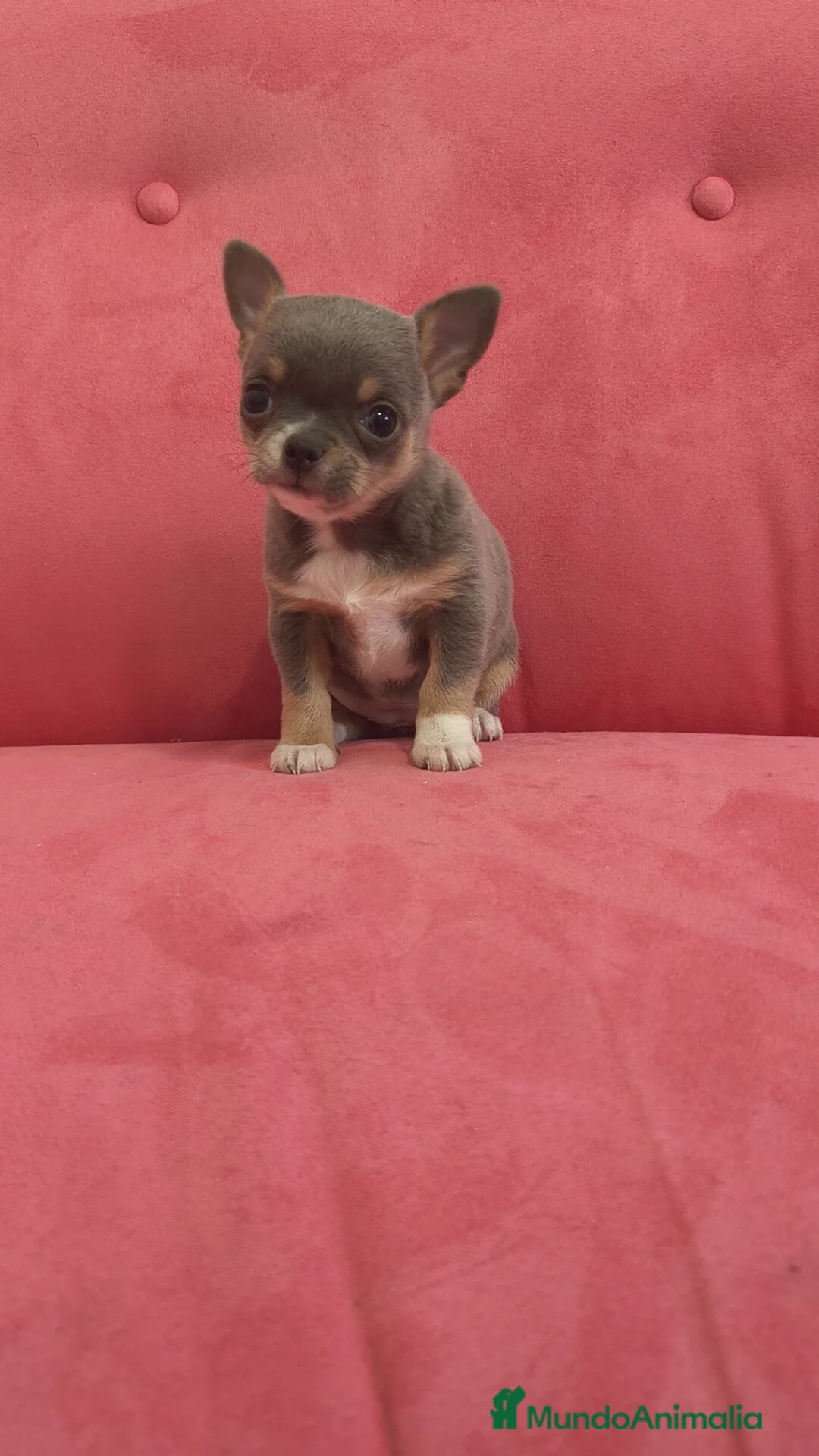 Chihuahua perros en venta: Chihuahua Toy Blue tricolor hembra especial  - Anuncio 9