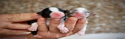 Pastor Australiano perros en venta: Proxima camada pedigree, familiar y con garantías - Anuncio 4