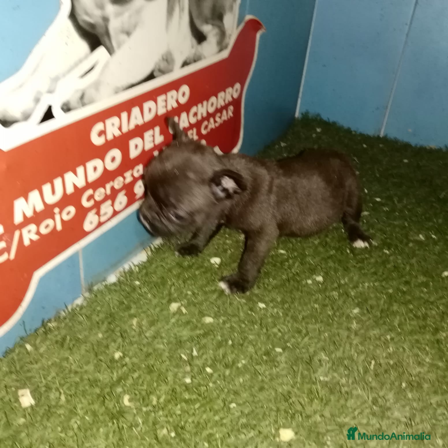 Bulldog Francés perros camada bulldog frances tricolor  en Madrid - Anuncio 16