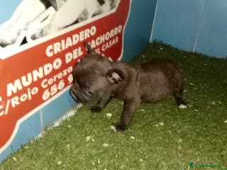 Bulldog Francés perros camada bulldog frances tricolor en Madrid - Anuncio 3