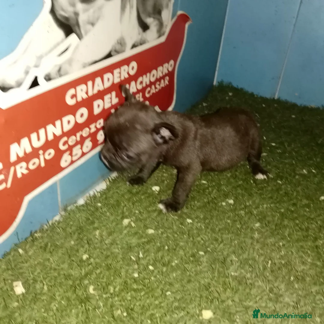 Bulldog Francés perros en venta: camada bulldog frances tricolor  en Madrid - Anuncio 1