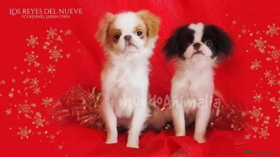 Imagen de galería {{count}}