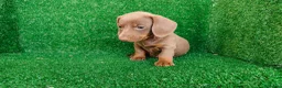 Teckel Miniatura perros en venta: Teckel miniatura  - Anuncio 19