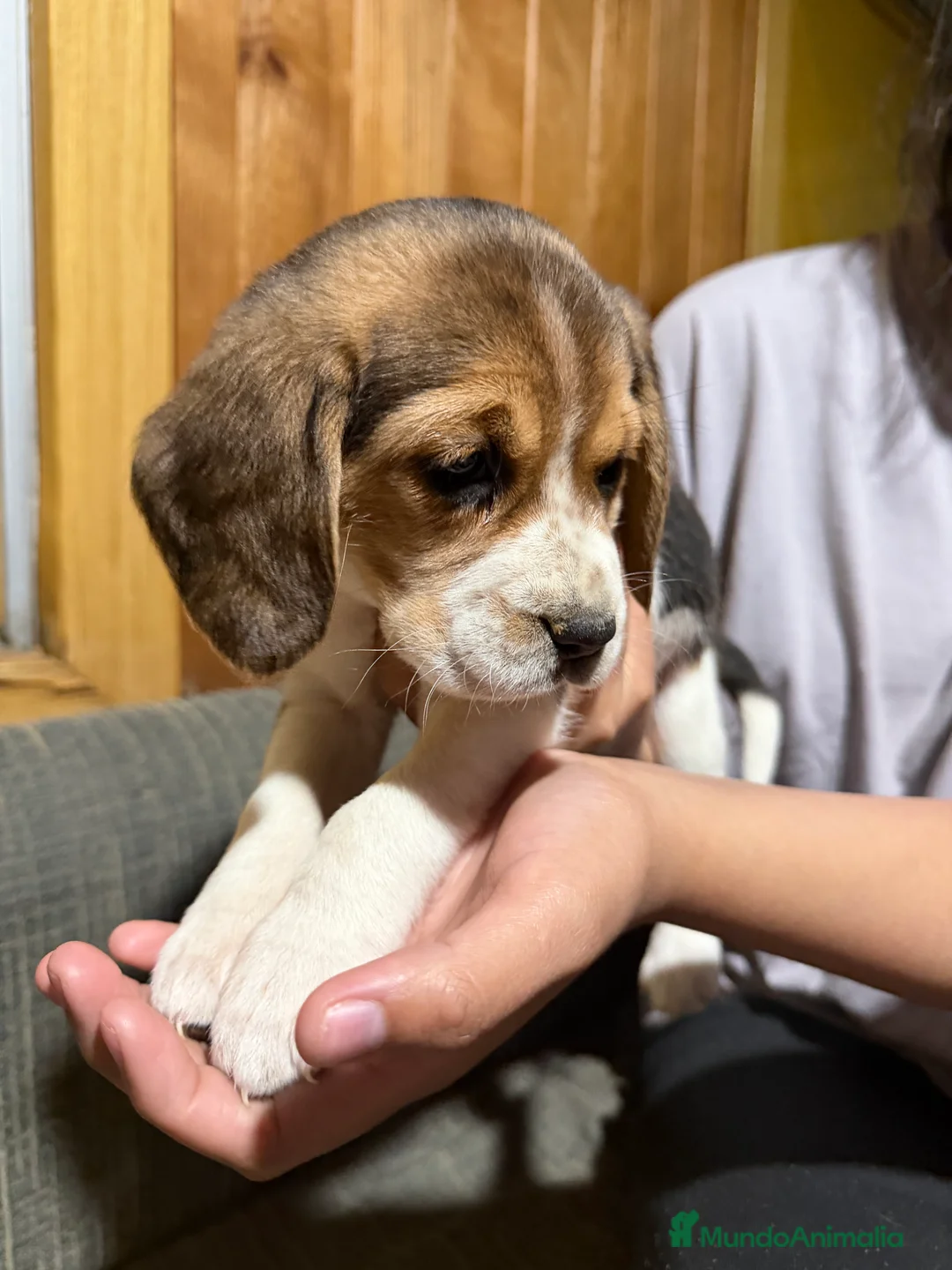 Beagle perros en venta: Cachorritos de Beagle 🐶🐾 - Anuncio 2
