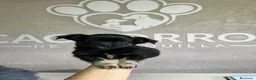 Chihuahua perros en venta: Chihuhua pelo largo  - Anuncio 3