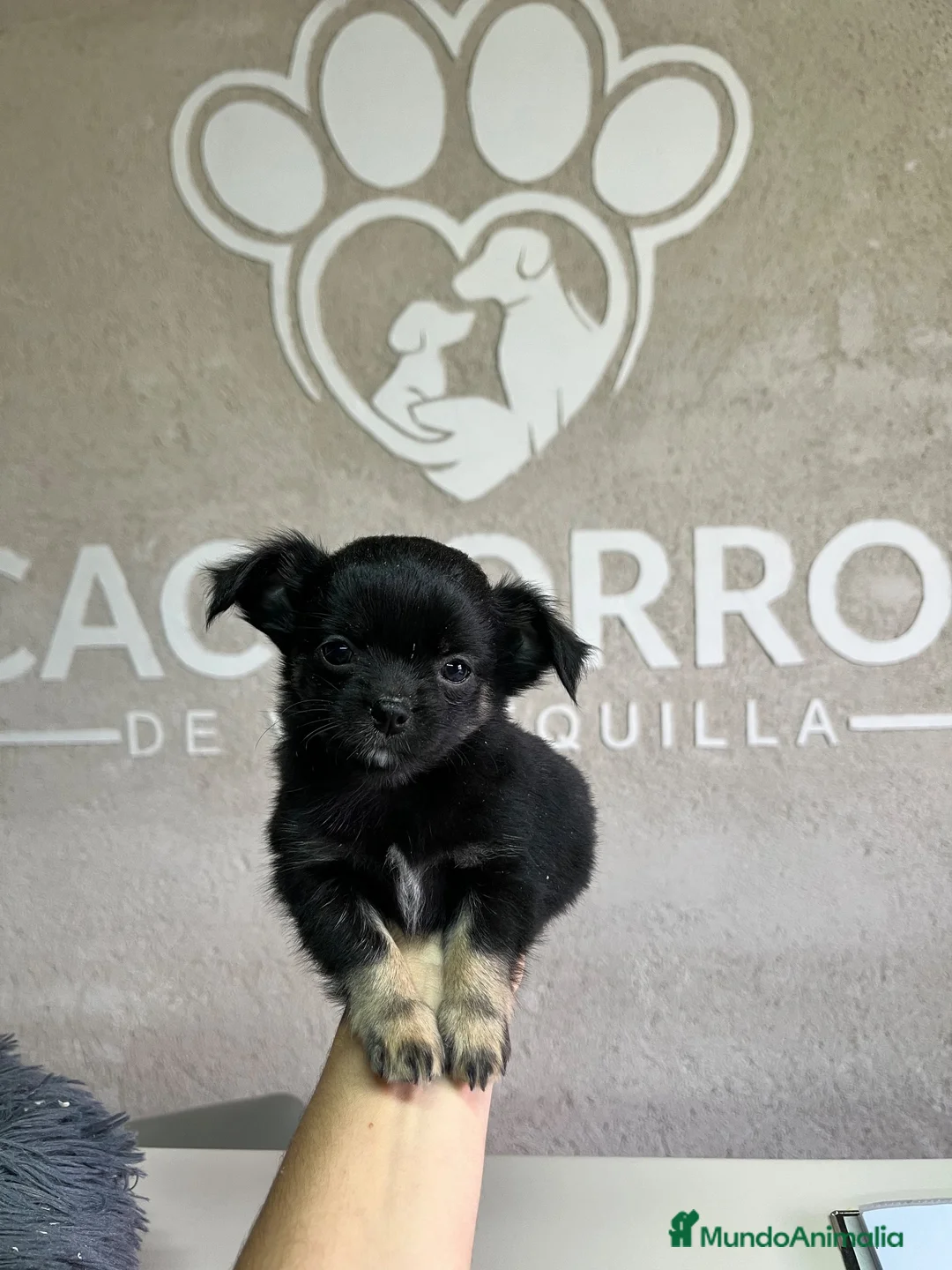 Chihuahua perros en venta: Chihuhua pelo largo  - Anuncio 3