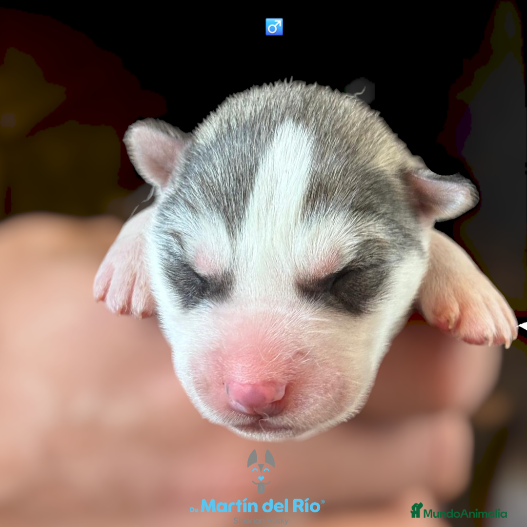 Husky Siberiano perros en venta: Husky Siberiano - cachorros  - Anuncio 2