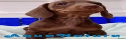 Teckel perros en venta: Teckel Hembra de Kily y Tilo 7009 - AQUANATURA en Barcelona - Anuncio 2