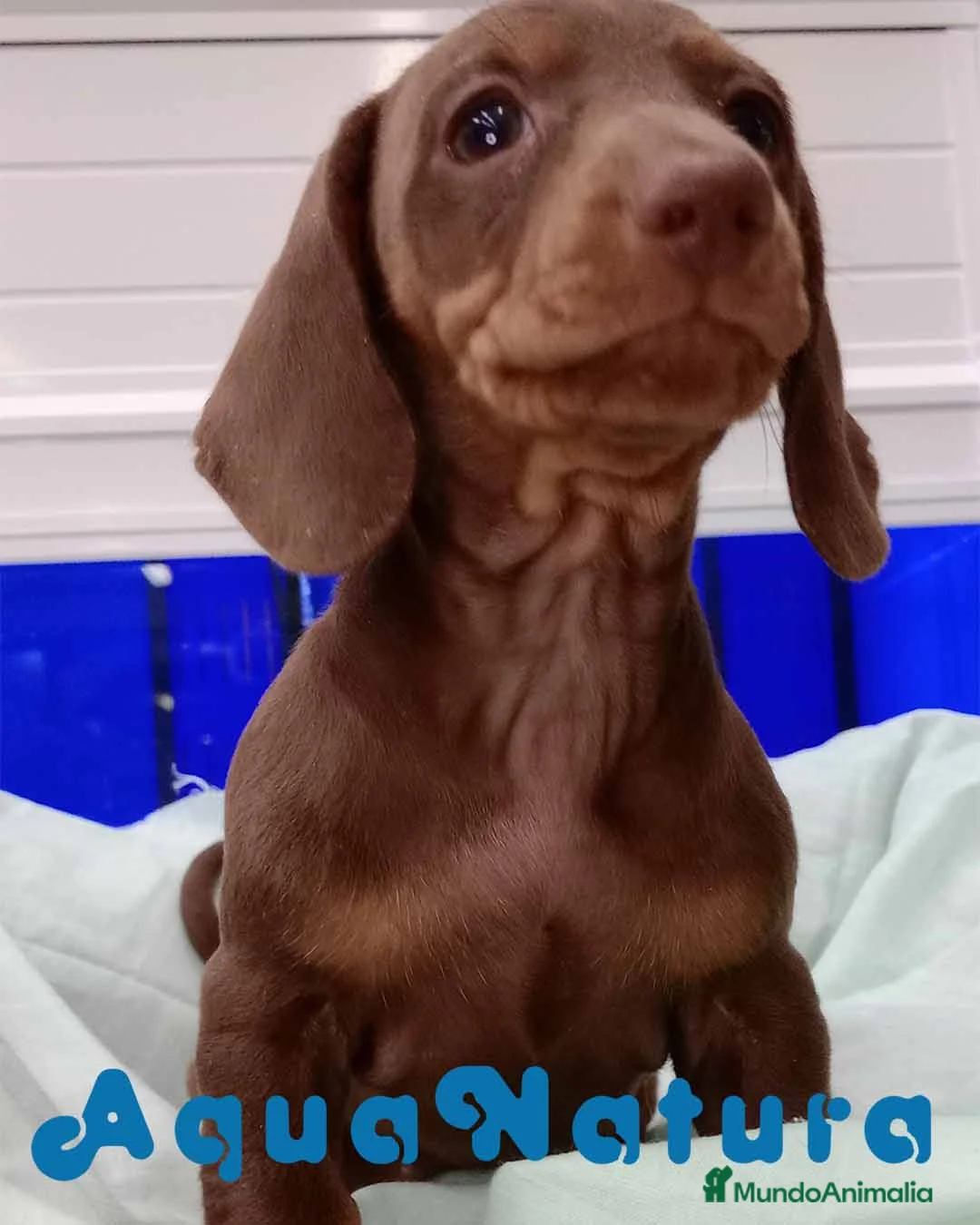 Teckel perros en venta: Teckel Hembra de Kily y Tilo 7009 - AQUANATURA en Barcelona - Anuncio 2