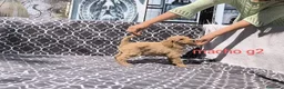 Caniche Gigante perros en venta: Caniches gigantes  - Anuncio 17