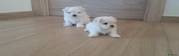 Bichón Maltés perros en venta: Cachorritos de Bichon Maltes  - Anuncio 1