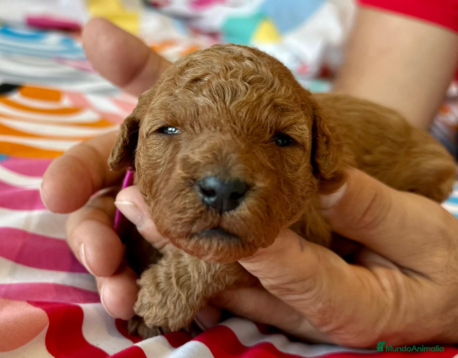 Caniche Toy perros Camada de caniches Toy - Anuncio 4