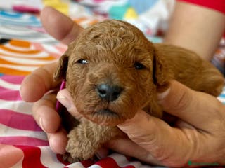 Caniche Toy perros Camada de caniches Toy - Anuncio 18